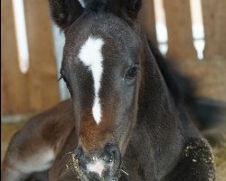 dressage horse Chablis Gut Kehlerbach (Oldenburg, 2016, from Blue Hors St. Schufro)