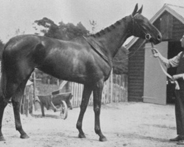 broodmare Book Law xx (Thoroughbred, 1924, from Buchan xx)