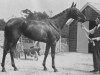 broodmare Book Law xx (Thoroughbred, 1924, from Buchan xx)