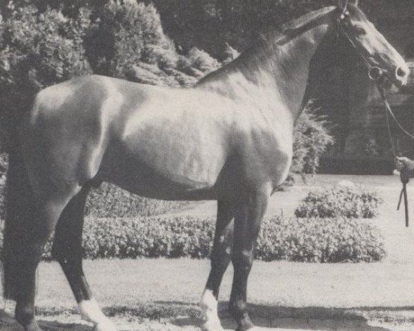 stallion Werbefunk (Hanoverian, 1978, from Wedekind)