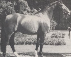 stallion Werbefunk (Hanoverian, 1978, from Wedekind)