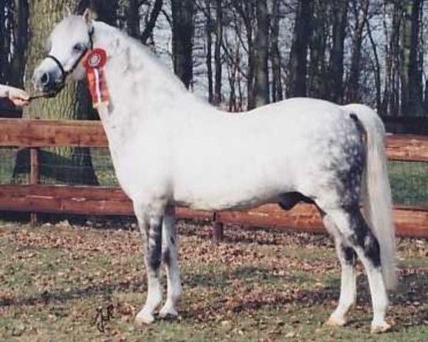 stallion Linde Hoeve's Alexander (Welsh-Pony (Section B), 1988, from Arkelshof's Sunstar)
