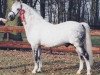 Deckhengst Linde Hoeve's Alexander (Welsh Pony (Sek.B), 1988, von Arkelshof's Sunstar)