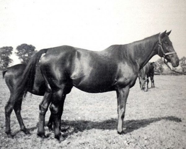broodmare Black Ray xx (Thoroughbred, 1919, from Black Jester xx)