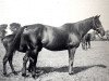 horse Black Ray xx (Thoroughbred, 1919, from Black Jester xx)
