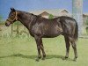 stallion Khaled xx (Thoroughbred, 1943, from Hyperion xx)