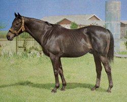 stallion Khaled xx (Thoroughbred, 1943, from Hyperion xx)