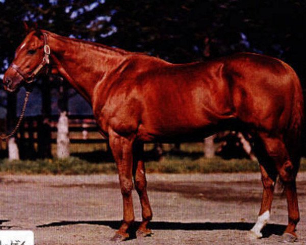 stallion Chateaugay xx (Thoroughbred, 1960, from Swaps xx)
