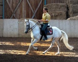 stallion Grue Blanc (Camargue horse, 1994, from Tanpis du Mas)