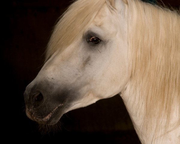 stallion Quappo (Camargue horse, 1987, from Nashe des Palus)