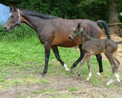 broodmare Penny-Lane (Westphalian, 1994, from Pilot)