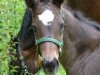 Springpferd Comet (Westfale, 2009, von Cornado NRW)