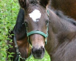 Springpferd Comet (Westfale, 2009, von Cornado NRW)