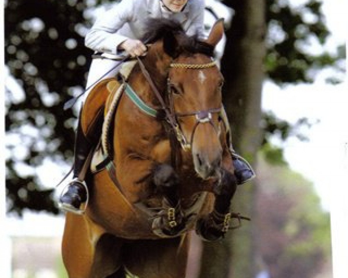 broodmare Pearl of Atlantis (Oldenburg, 1995, from Pablo)