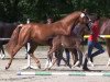 broodmare Dailey Deluxe (Westphalian, 2013, from Daily Deal)