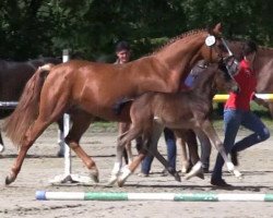 broodmare Dailey Deluxe (Westphalian, 2013, from Daily Deal)