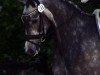 dressage horse Kleine Wolke Sieben (Oldenburg, 2009, from Krack C)