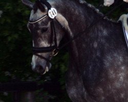 dressage horse Kleine Wolke Sieben (Oldenburg, 2009, from Krack C)