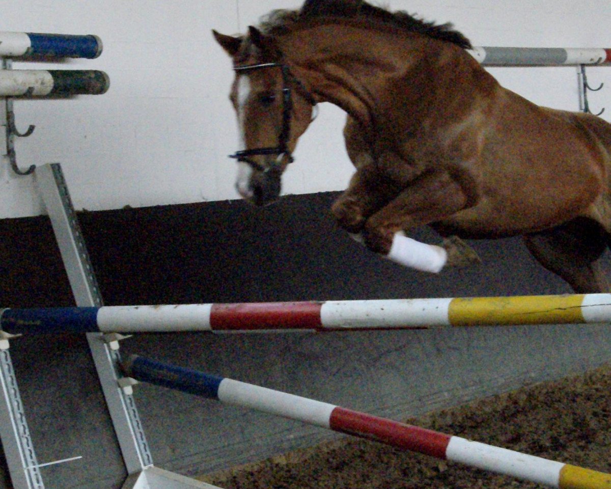 jumper Germanus Georg (Saxony-Anhaltiner, 2001, from Goldex)