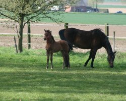 broodmare Lelanie SC (Rhinelander, 1995, from Landadel)