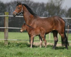 broodmare Acasha SC (Rhinelander, 2000, from Arpeggio)