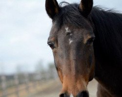 broodmare La Sienne (German Riding Pony, 1992, from Loriot)