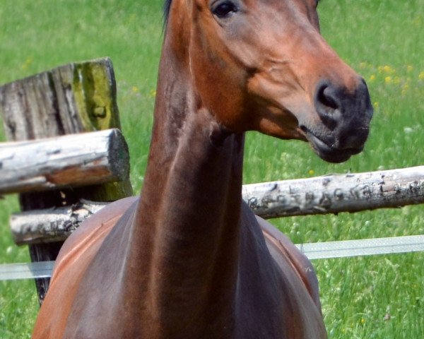 broodmare Rosalie del Clintino (Austrian Warmblood, 2001, from Clintino)