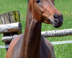 broodmare Rosalie del Clintino (Austrian Warmblood, 2001, from Clintino)