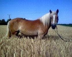 broodmare Waldfee (Haflinger, 1988, from 1317 Waelder)