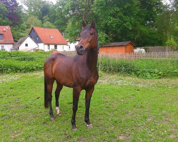 Pferd Wangai ox (Vollblutaraber, 2007, von Ghent ox)