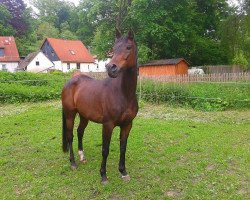 horse Wangai ox (Arabian thoroughbred, 2007, from Ghent ox)