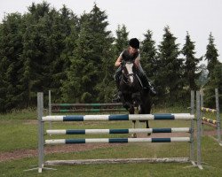 jumper Butterfly 83 (German Riding Pony, 2001, from Brillant)