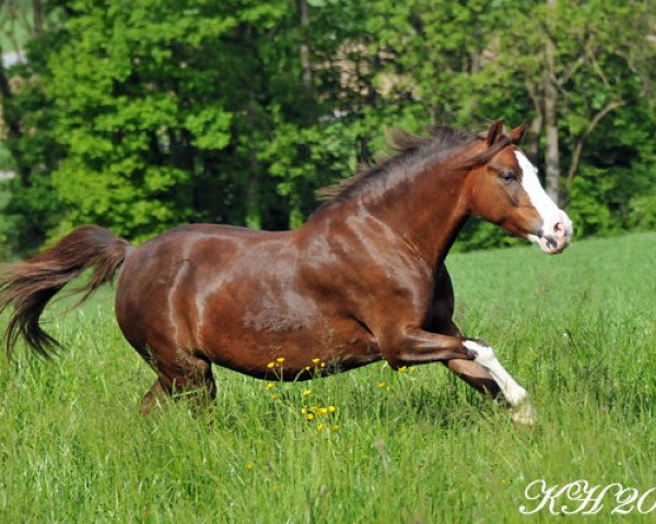 Zuchtstute Spring Star's Senna (Welsh Pony (Sek.B), 2004, von Harald)