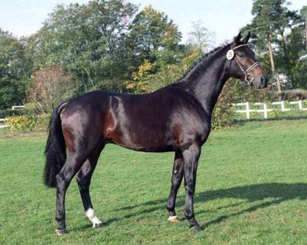 stallion Dijon (Hanoverian, 1994, from Donnerhall)