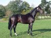 stallion Dijon (Hanoverian, 1994, from Donnerhall)