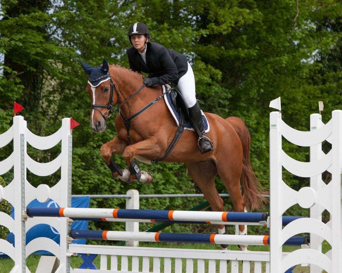 jumper Uzzi 2 (Oldenburg show jumper, 2008, from Insul Tech Up To Date 8)
