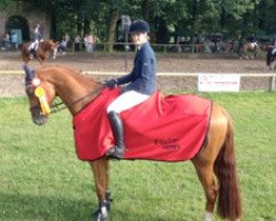 jumper Lollipop (Oldenburg show jumper, 2008, from Lordanos)