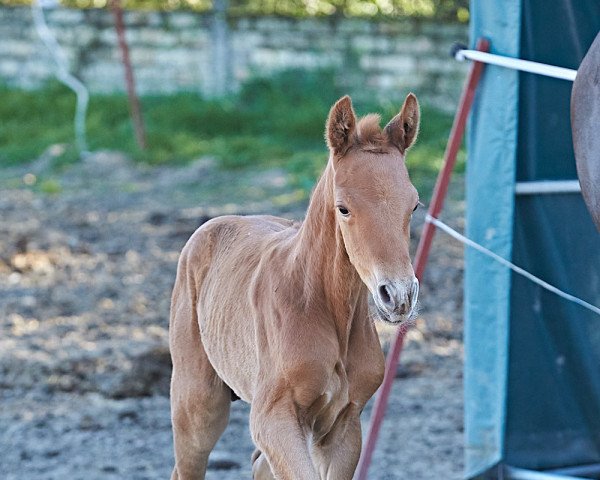 dressage horse Morris (Hanoverian, 2022, from Morricone)