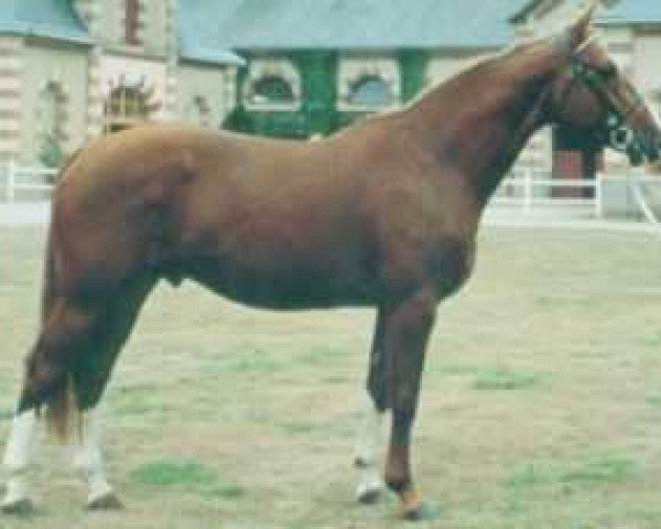 stallion Vicomte Manciais (Selle Français, 1987, from Grand Veneur)