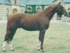 stallion Vicomte Manciais (Selle Français, 1987, from Grand Veneur)