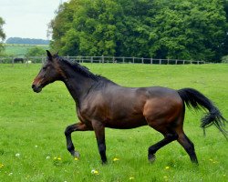 dressage horse Roger 61 (Oldenburg, 1998, from Rubinstein I)