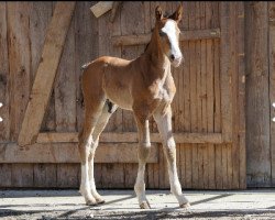 dressage horse Sky Dancer (Oldenburg, 2016, from Sweet Hero)