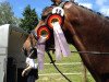 dressage horse Bellevue 87 (Westphalian, 2005, from Belissimo NRW)