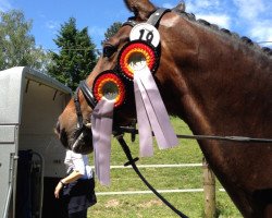 dressage horse Bellevue 87 (Westphalian, 2005, from Belissimo NRW)