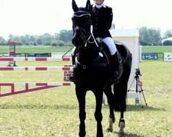 dressage horse Collien ST (Oldenburger Springpferd, 2006, from Clay)