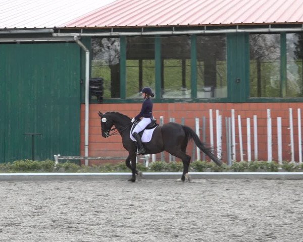 Reitturnier Schwanewede 2022