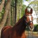 dressage horse Lambada 235 (Hanoverian, 2008, from Londonderry)