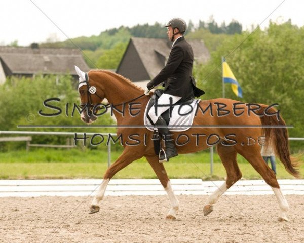 dressage horse Red-Rose 2 (Hanoverian, 2006, from Rascalino)