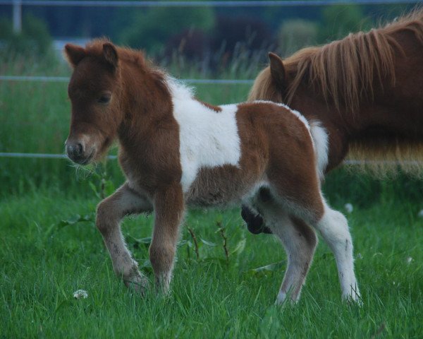 Pferd Winnie Poo vom Rindergraben (Dt.Part-bred Shetland Pony, 2013, von Why Not)