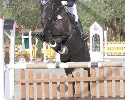 dressage horse Emma Tiger (Hanoverian, 2004, from Earl)